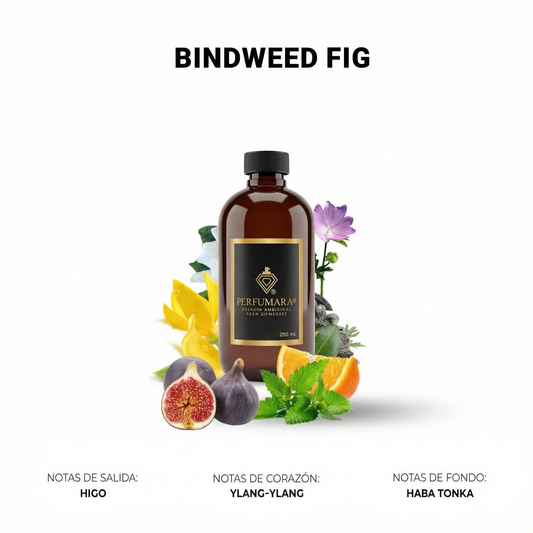 Bindweed Fig