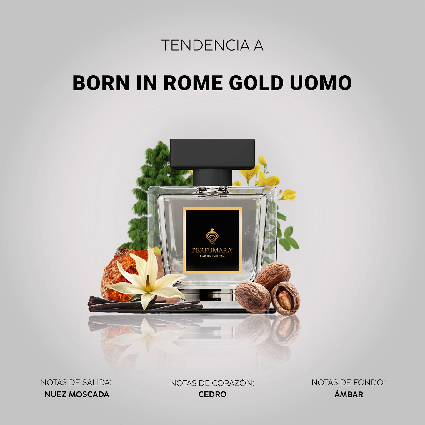 Tendencia a CBorn in Roma Gold Uomo