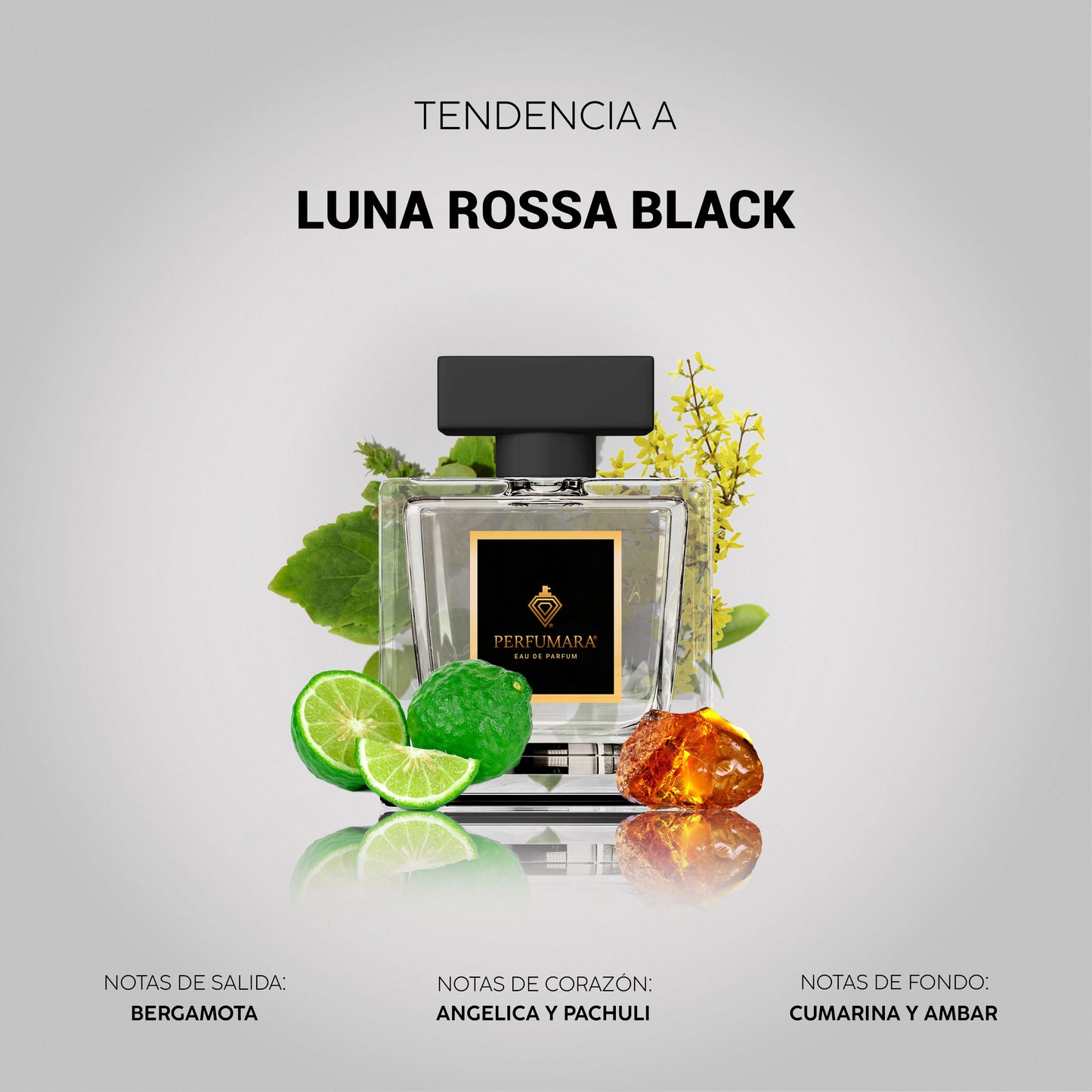 Tendencia a CLuna Rossa Black