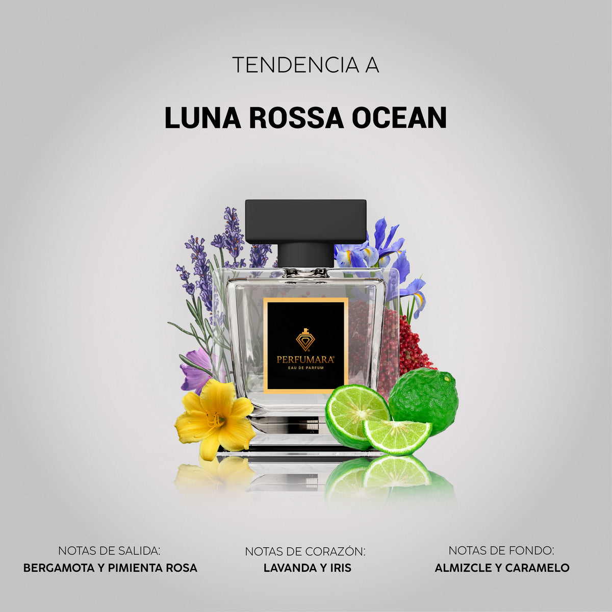 Tendencia a Luna Rossa Ocean