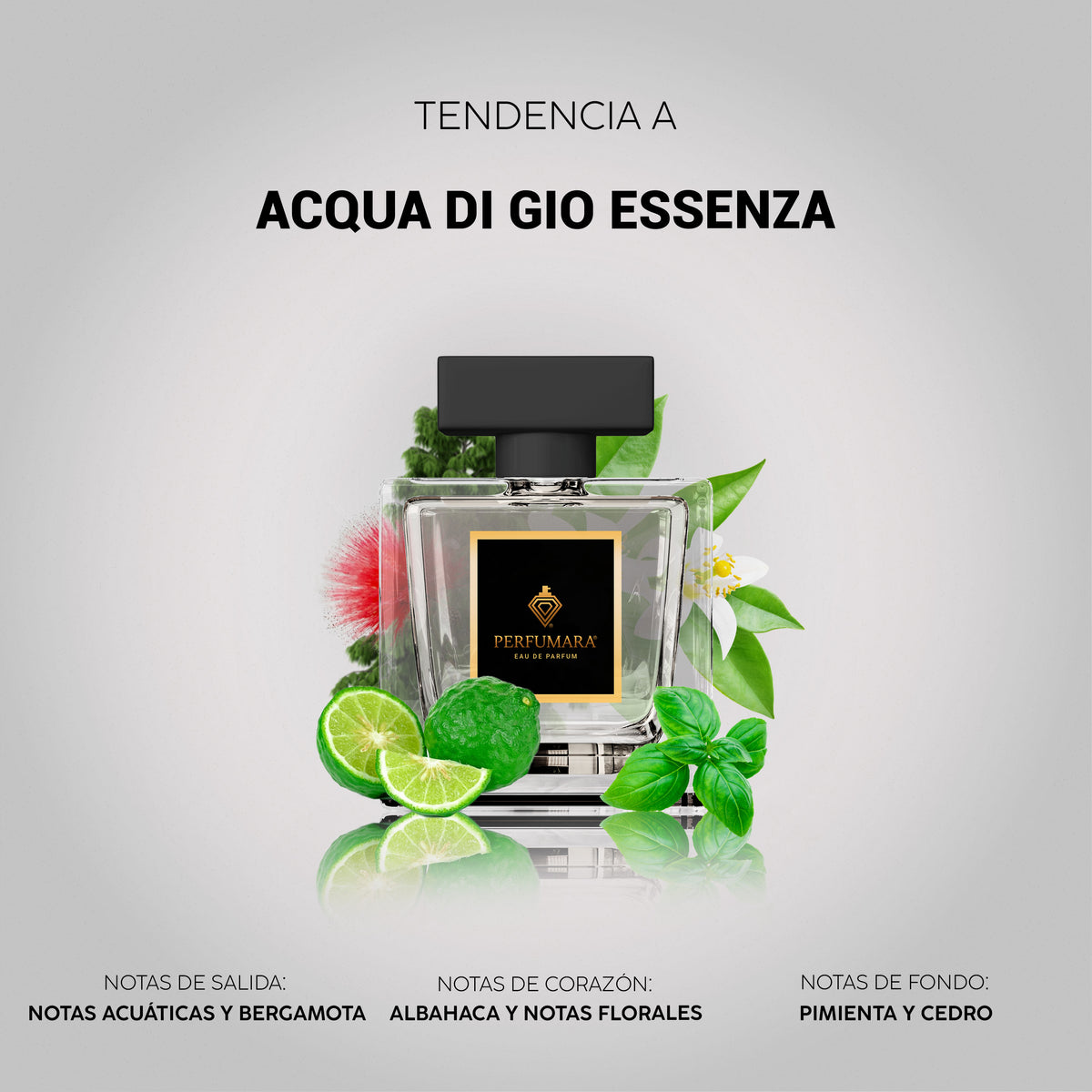 Tendencia a Aqua di Gio Essenza