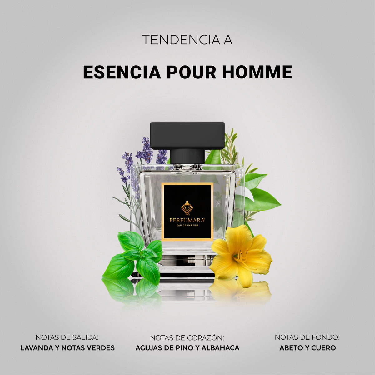 Tendencia a Esencia pour Homme