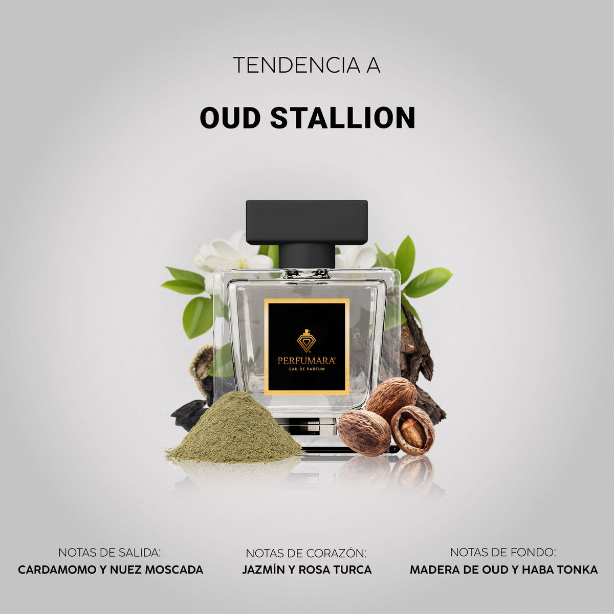 Tendencia a Oud Stallion