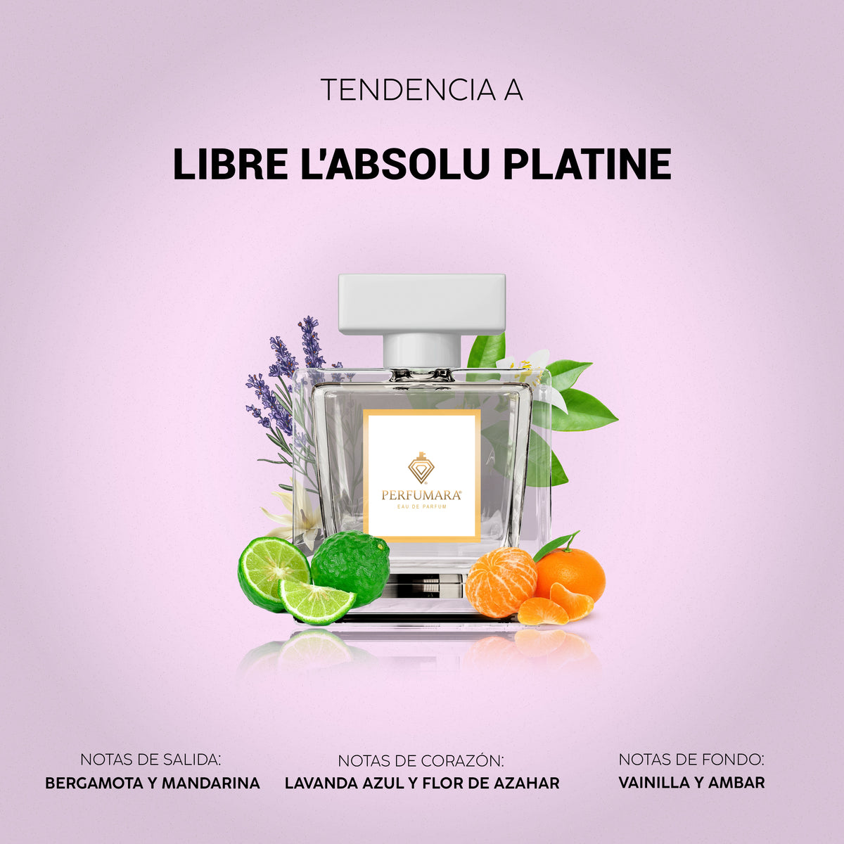 Tendencia a Libre L'Absolu Platine
