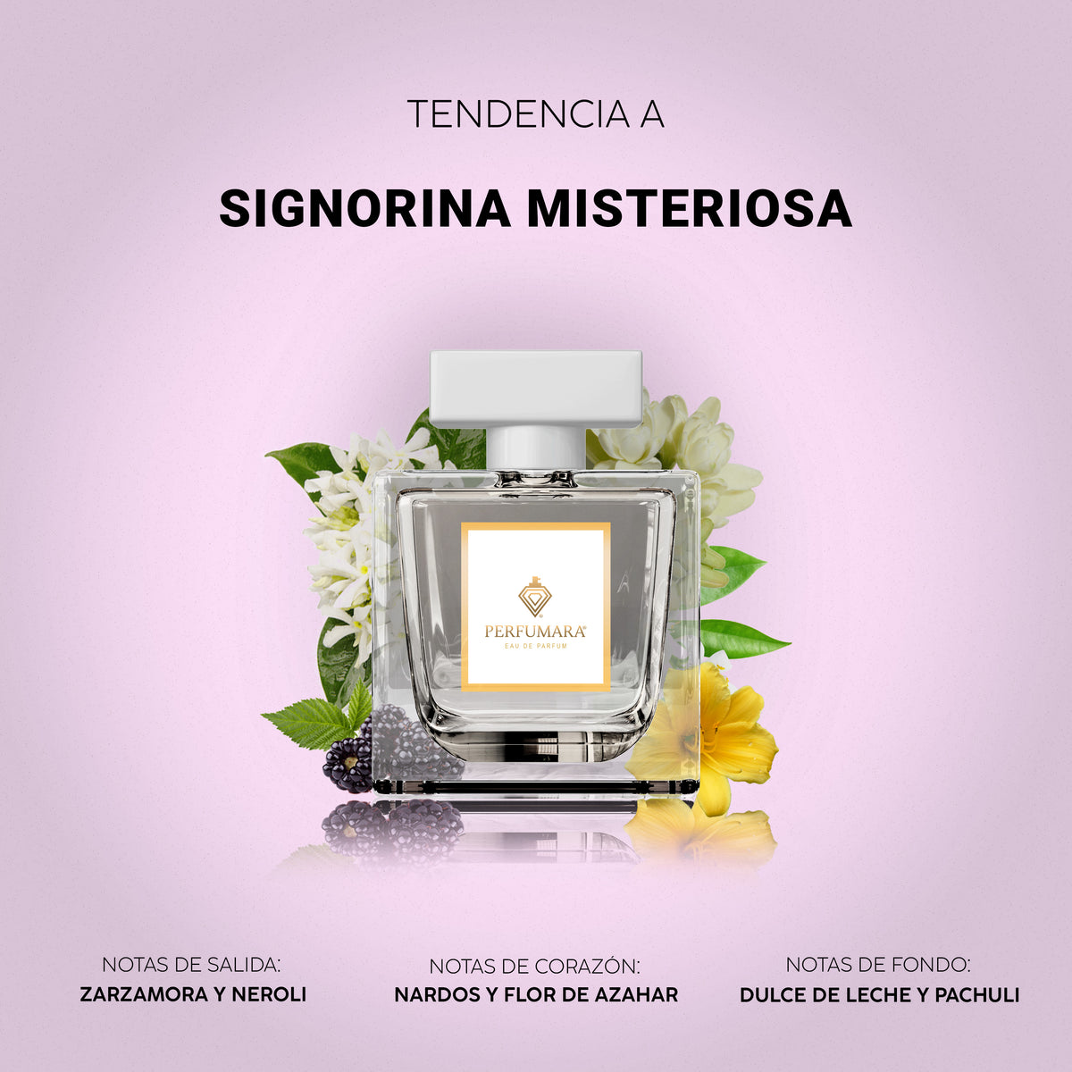 Tendencia a Signorina Misteriosa